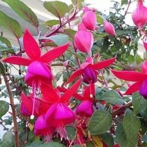 Meet your Posher, Sina